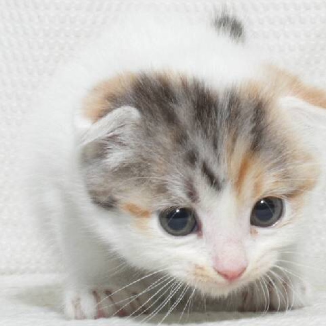 ひろみ