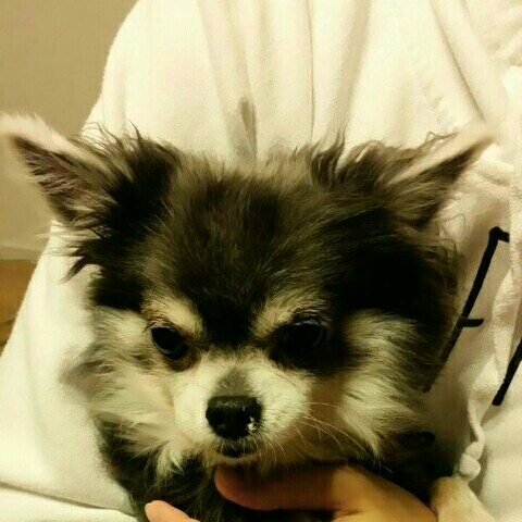 なかがわきよこ