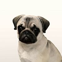 Show profile photo