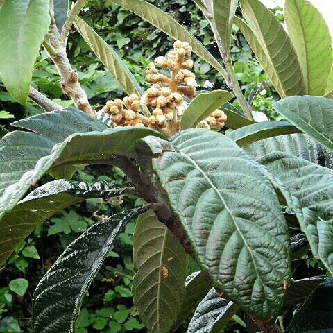 祝島市場　山戸孝