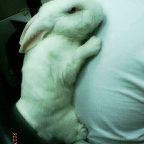 兔子寶寶愛睡覺的頭像