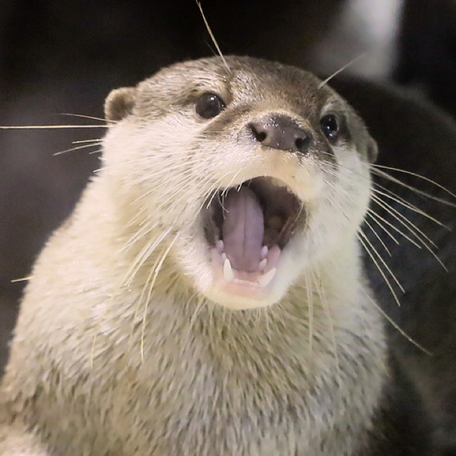 まるおの(かんの) まき