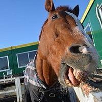 Show profile photo