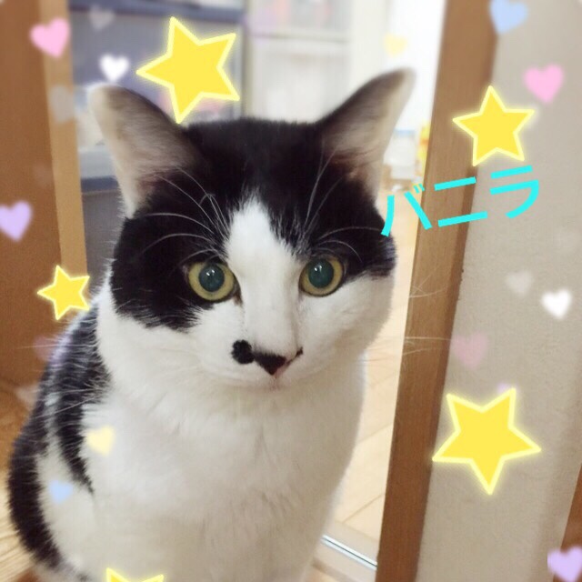 クッキーバニラ
