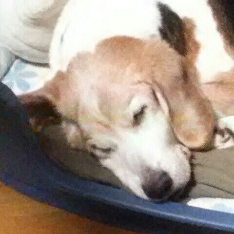 サクライマモル