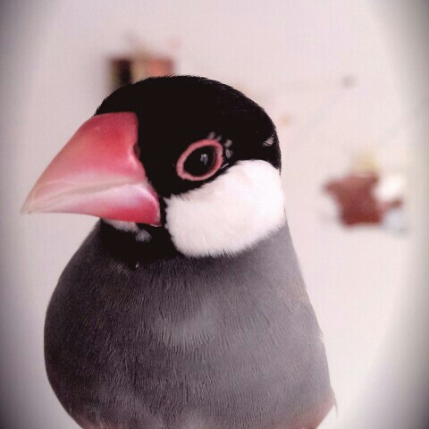 ピオニー
