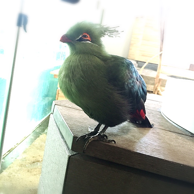 ゆーま