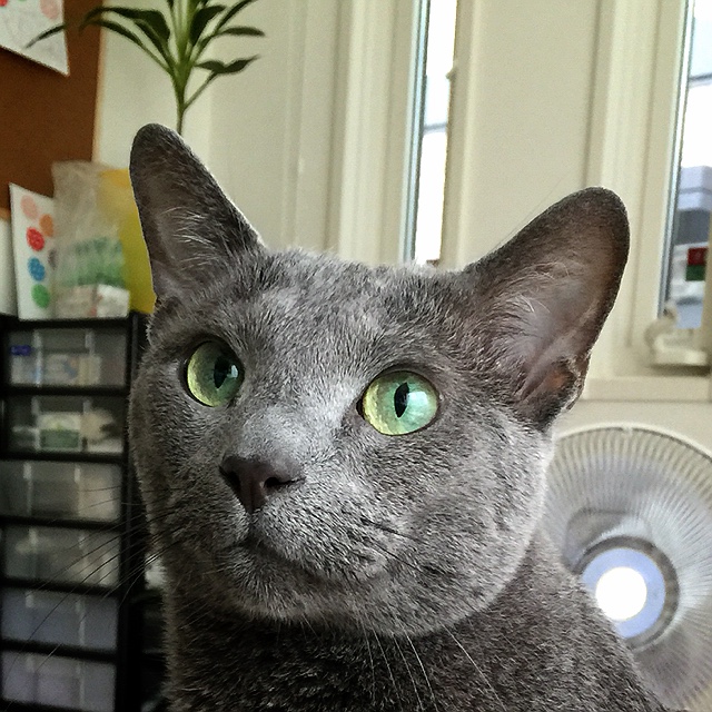 ロシアンブルー