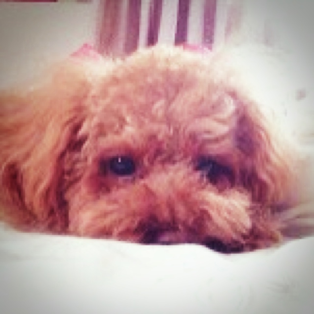 あいかわあやな