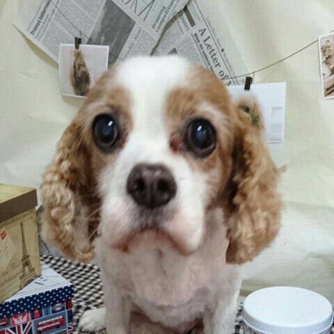 かつらいひろみ