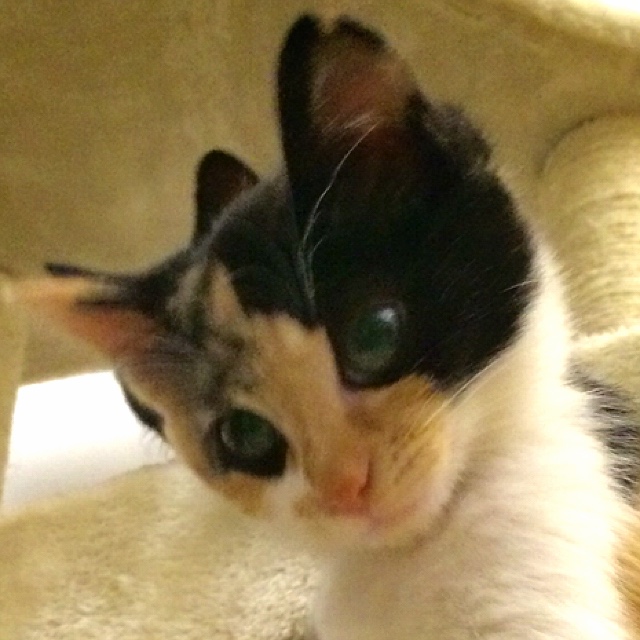 びん動物クリニック