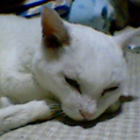 ばばねこしっぽ