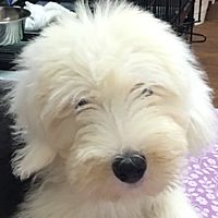 Show profile photo