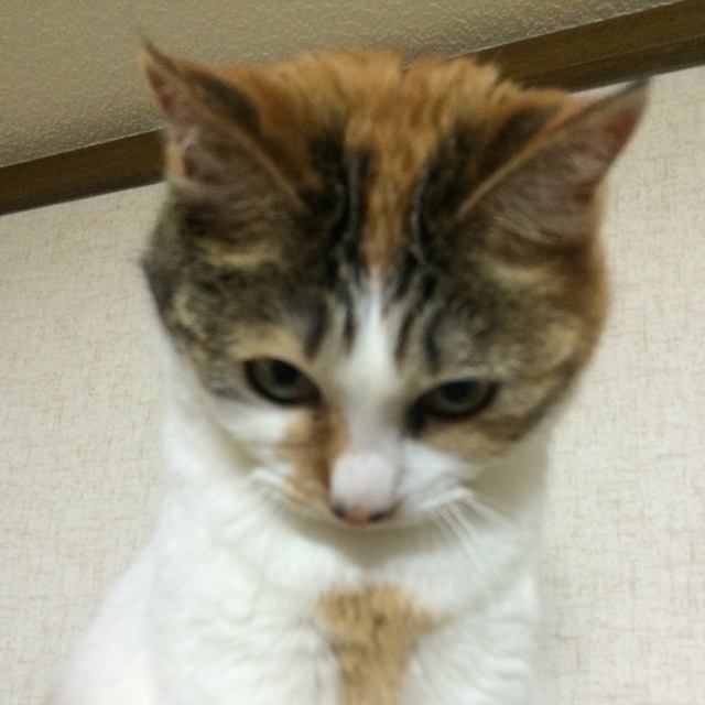 ますだけんたろう