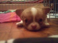 ブロッコリー歯