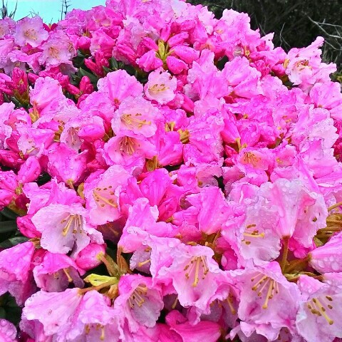 粘阿進(素玫)的頭像