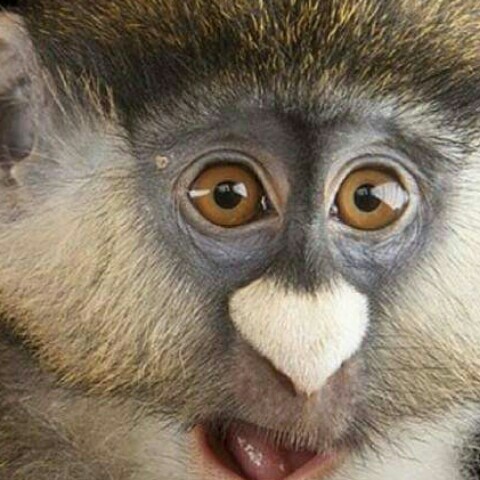 MPUFzUkDET_1KuSbmpdm