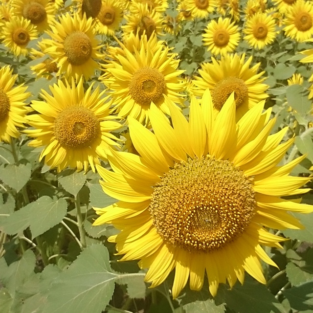 綾瀬ふるさと検定協会