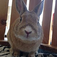 Show profile photo
