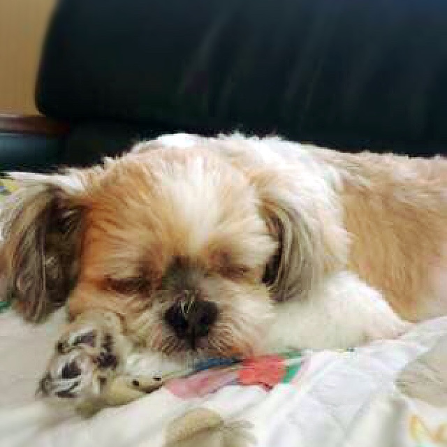 🍍🐄まいこちゃん🐖🥝