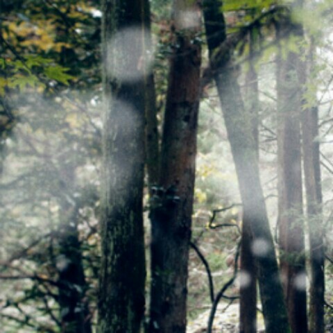 くまみ猫♪yuko Isama