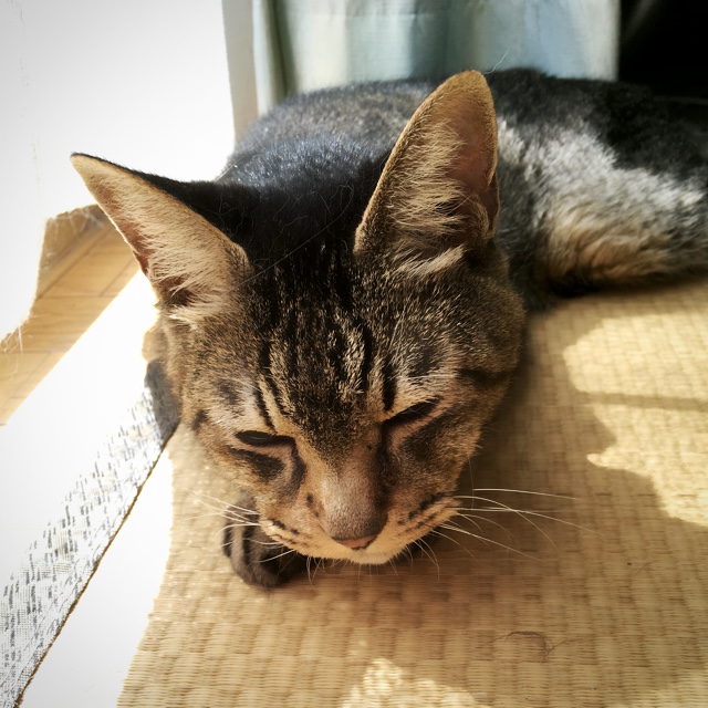 猫とヤギ