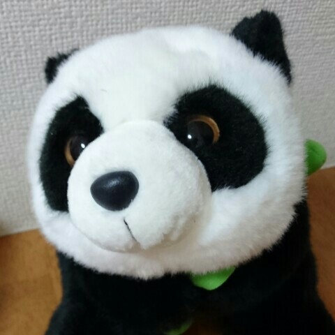 kazu🐼