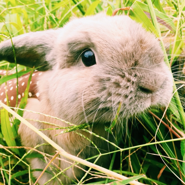 朱錬鳥さん（どりー）