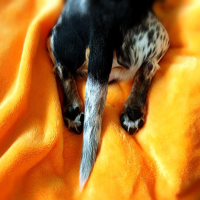 ユーザーの口コミ タージー アニマル ホスピタル タージーアニマルホスピタル 東園田町 園田駅 動物病院 By Line Place