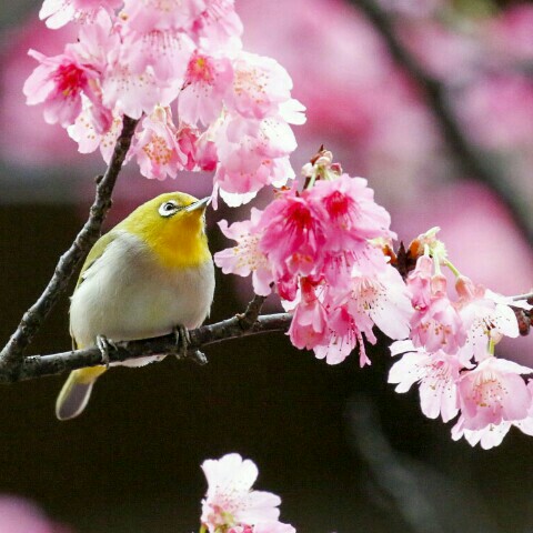 Peter Tsai PH的頭像