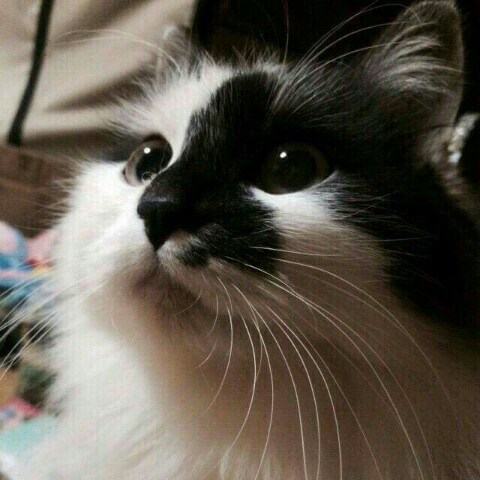 阿部 美紀(miki abe)