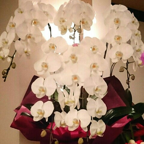 お祭り大好き！