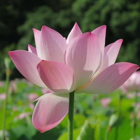 傳大廣告04-22973216李翠華