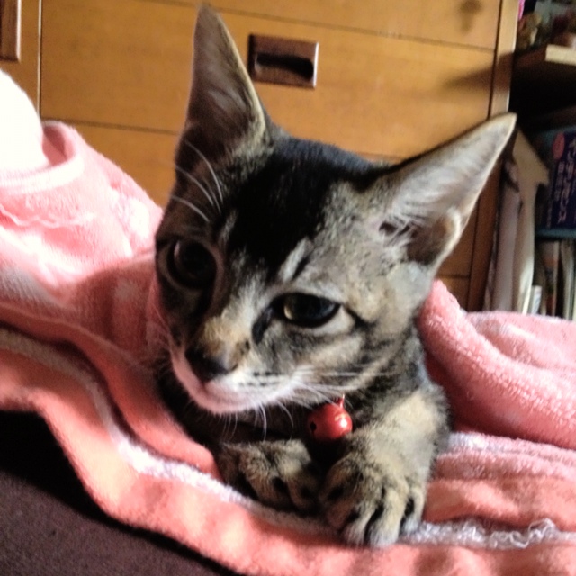 ふぁん💕(Etsuyo)