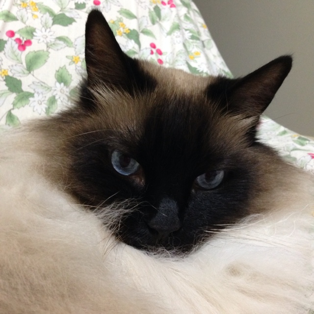 さくらあんぱん