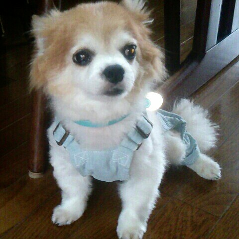 ヤヒコザワユカ