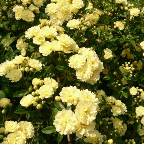 森本修代(松岡)