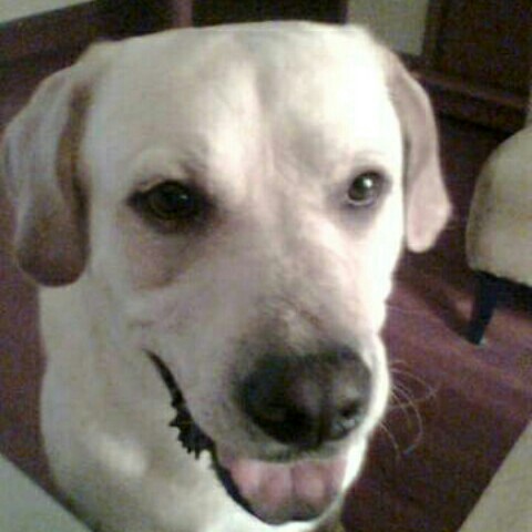 Simon Cheng的頭像