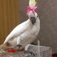 หมี