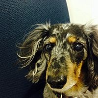 Show profile photo