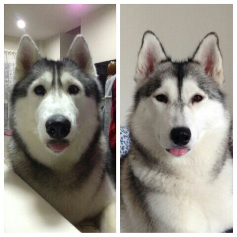 น้ำขิง