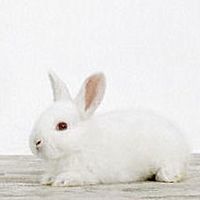 Show profile photo