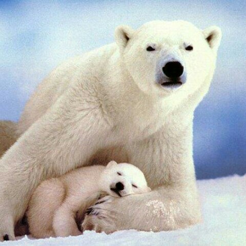 白くまパパ　柿内