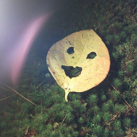 あさくらかおり