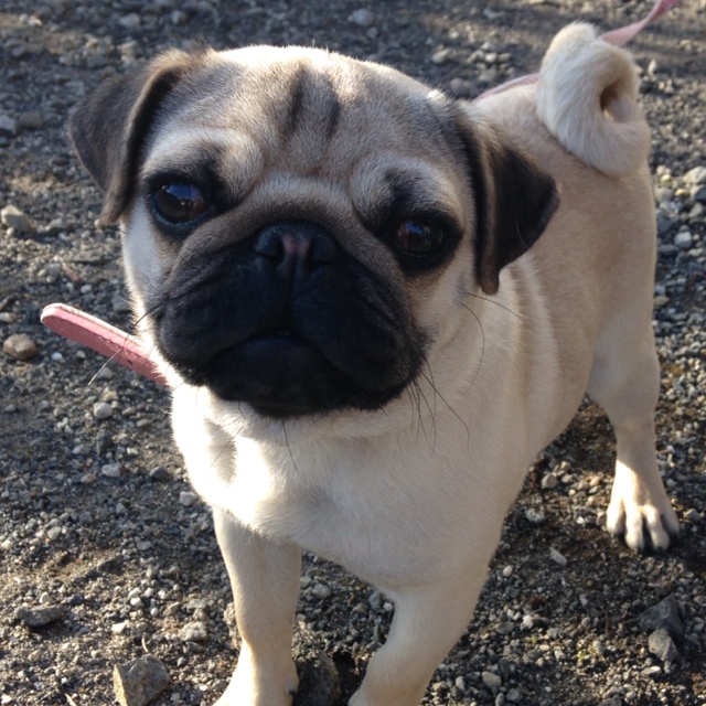 わかあゆバレエ研究所