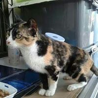 ธัญญลักษณ์ ฝูงชมเชย