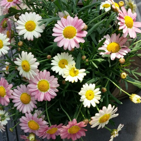 きっかわのぞみ