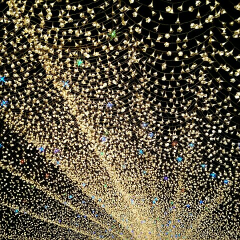 中井雅子(廣野)