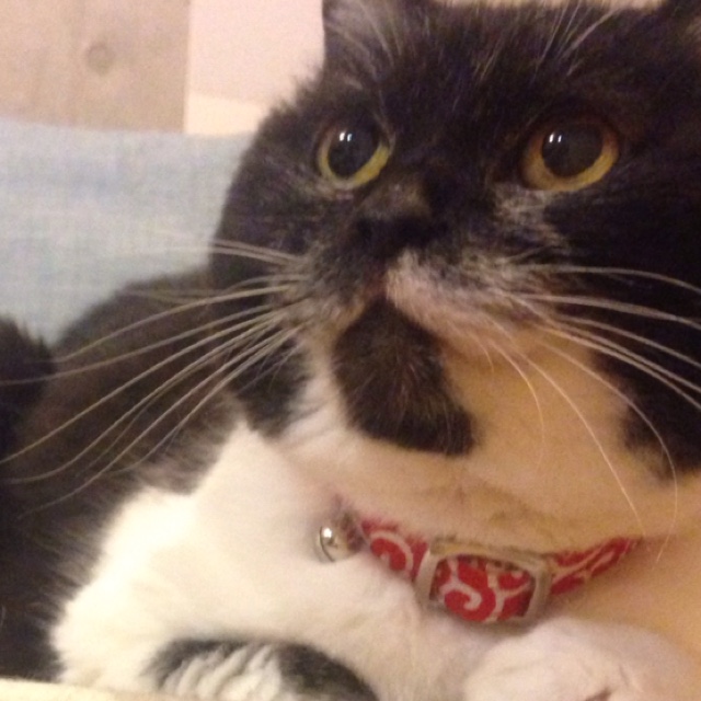 hogoneko × cafe KAT BOS