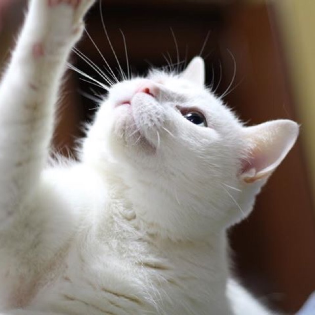 まろฅ^•ﻌ•^ฅながし